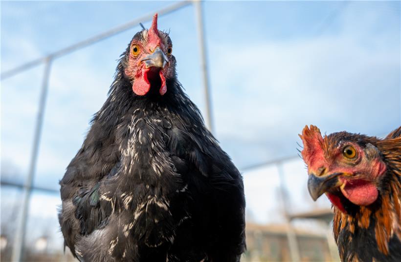 Hühner, Enten und anderes Geflügel sollen derzeit wegen der Geflügelpest nicht ins Freie gelassen werden, rät die Luxemburger Veterinärverwaltung
