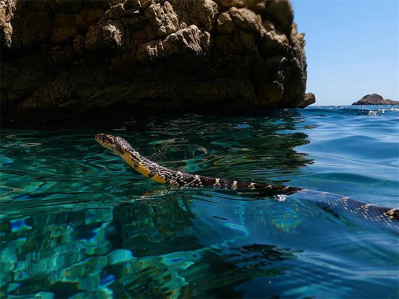 Hufeisennatter schlängelt sich entlang felsiger Küste von Ibiza im sonnigen Mittelmeerraum