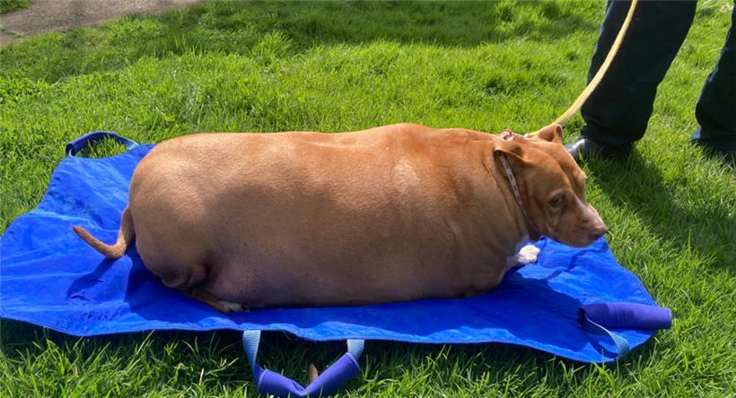 Hund Nuggi wog zeitweise mehr als 53 Kilo
