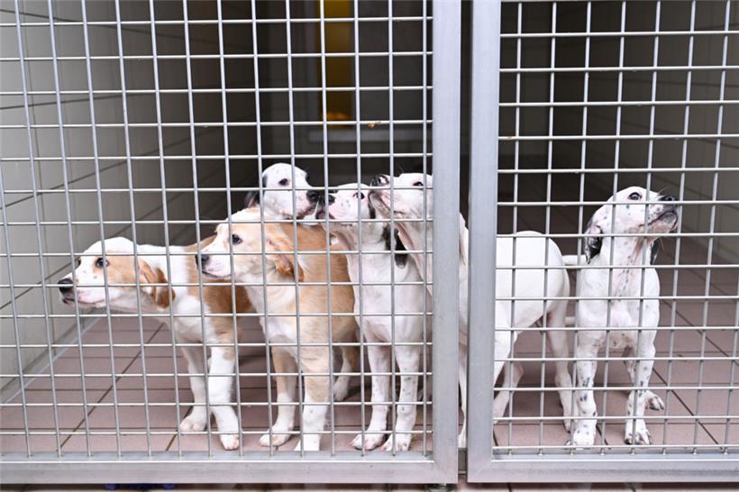 Hunde könnten künftig europaweit besser gegen illegalen Handel sowie unwürdige Haltung geschützt werden
