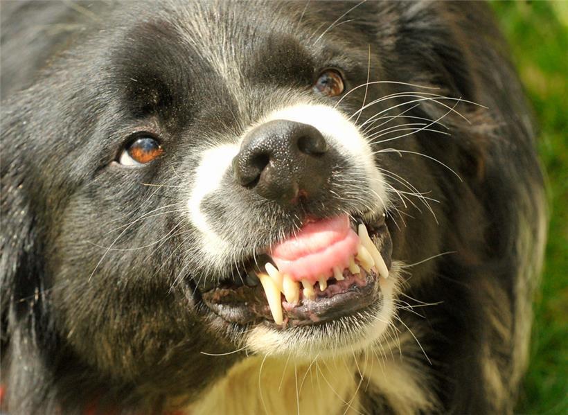 Hunde sind für 99 Prozent der tödlichen Fälle von Tollwut beim Menschen verantwortlich, schreibt die Luxemburger Veterinärbehörde
