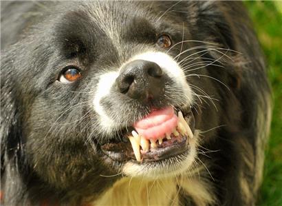 Hunde sind für 99 Prozent der tödlichen Fälle von Tollwut beim Menschen verantwortlich, schreibt die Luxemburger Veterinärbehörde
