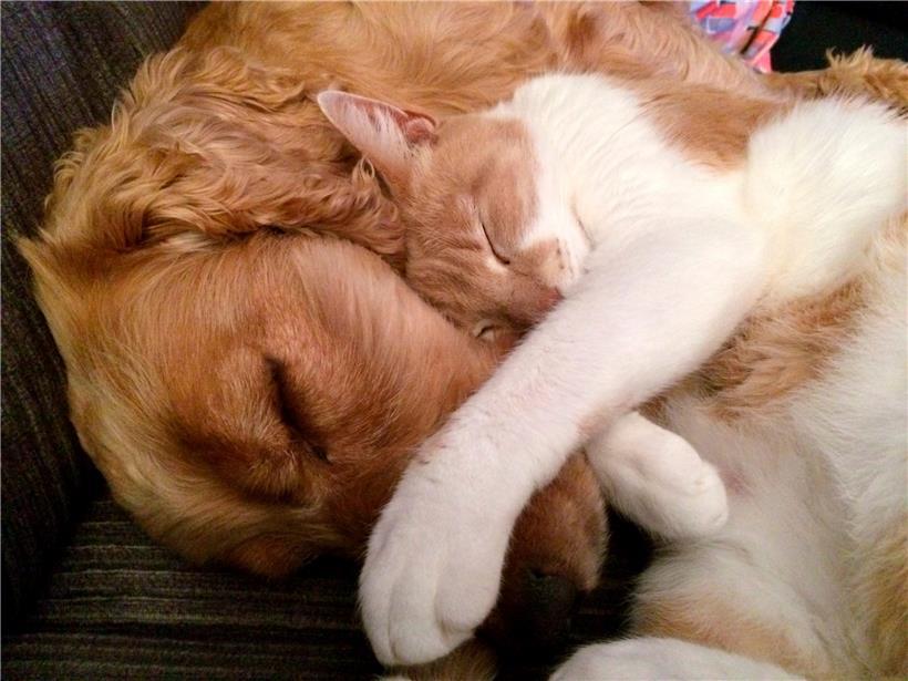 Hunde und Katzen verhalten sich unterschiedlich, sind aber bei den Menschen gleichermaßen beliebt
