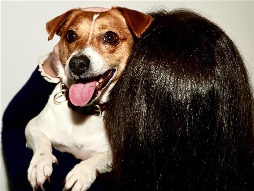Hund mit aufmerksamem Blick, symbolisch für das effiziente Filtersystem zur Erkennung seines Halters