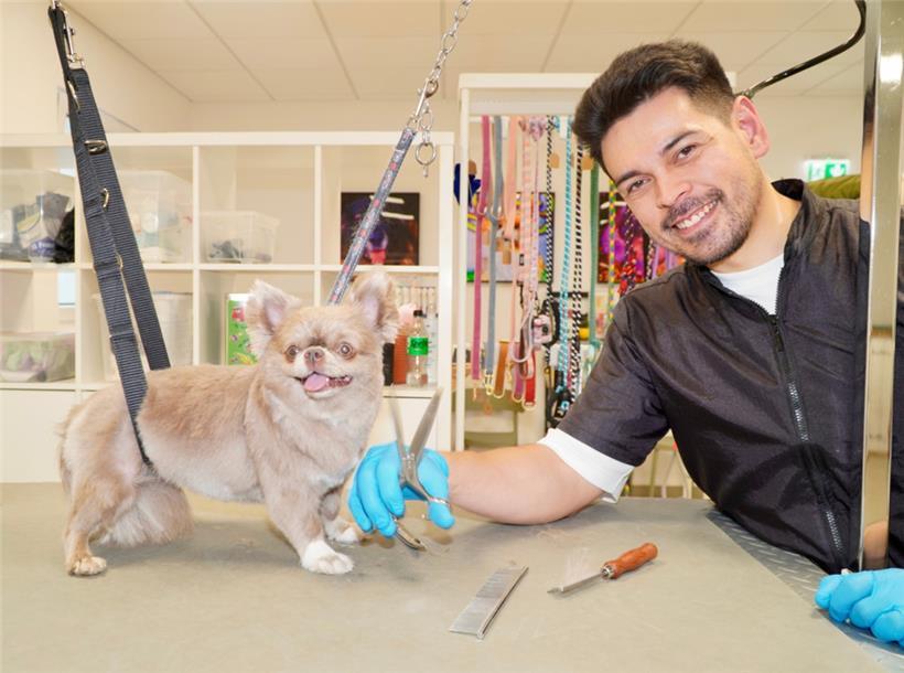 Hundefriseur Gregory Schmit hat die dreijährige Chihuahua-Hündin Valentina gestylt. Sie trägt jetzt einen schicken und pflegeleichten Kurzhaarschnitt. Ihr Fell wurde zuerst gekürzt, dann präzise in Form gebracht, was ihren charmanten Ausdruck hervorhebt.
