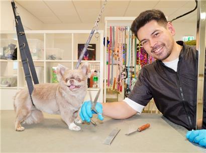 Hundefriseur Gregory Schmit hat die dreijährige Chihuahua-Hündin Valentina gestylt. Sie trägt jetzt einen schicken und pflegeleichten Kurzhaarschnitt. Ihr Fell wurde zuerst gekürzt, dann präzise in Form gebracht, was ihren charmanten Ausdruck hervorhebt.
