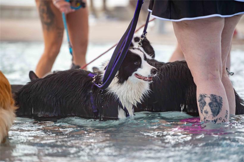 Hundeliebe, die unter die Haut geht