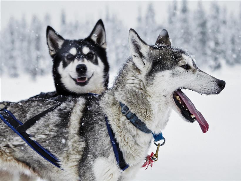 Hundeschlittenfahrt in verschneiter Landschaft unter tanzenden Polarlichtern in Lappland bei Winteraktivitäten