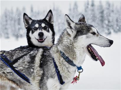Hundeschlittenfahrt in verschneiter Landschaft unter tanzenden Polarlichtern in Lappland bei Winteraktivitäten