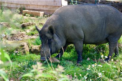 Hybride aus Wild- und Hausschwein: robust, lernfähig und alles andere als gewöhnlich
