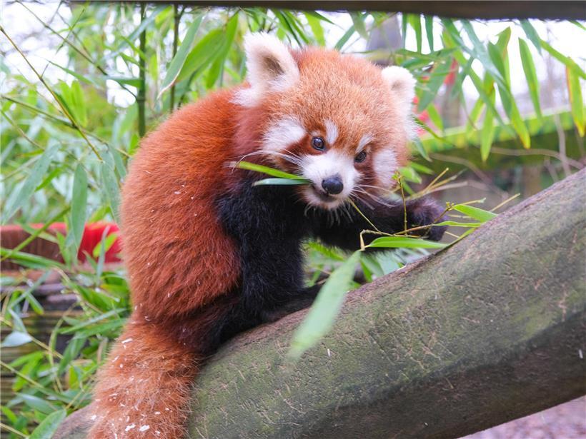 Frischer grüner Bambus aus eigenem Anbau im Park als Hauptnahrungsmittel für Tiere