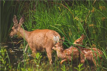 Im Frühling könnten Spaziergänger öfters kleinen Rehkitzen begegnen
