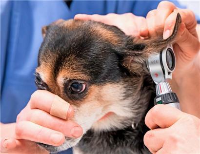 Im Idealfall muss man mit dem besten Freund nur zur Kontrolle zum Veterinär – bei schweren oder akuten Fällen ist der Gang zum Notarzt unausweichlich
