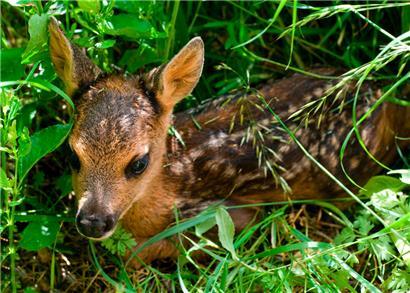 Im Jahr 2023 führte die ASBL „Sauvons Bambi Luxembourg“ in einer 2,5-monatigen Kampagne rund 350 Einsätze in 54 Gemeinden durch. Dabei wurden über 5.000 Hektar und 1.200 Parzellen kontrolliert, wodurch insgesamt 425 Rehkitze gerettet werden konnten.
