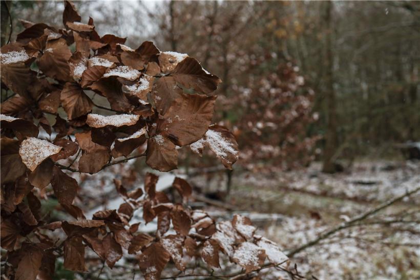 Im November 2020 sind 530 Menschen gestorben – deutlich mehr als im November der Jahre 2019 und 2018
