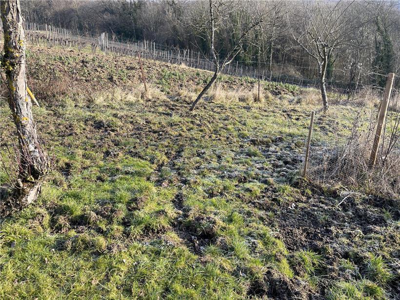 Wildschweine durchqueren Obstgarten im Weinberg bei Schengen und verursachen Schäden in der Gemeinde