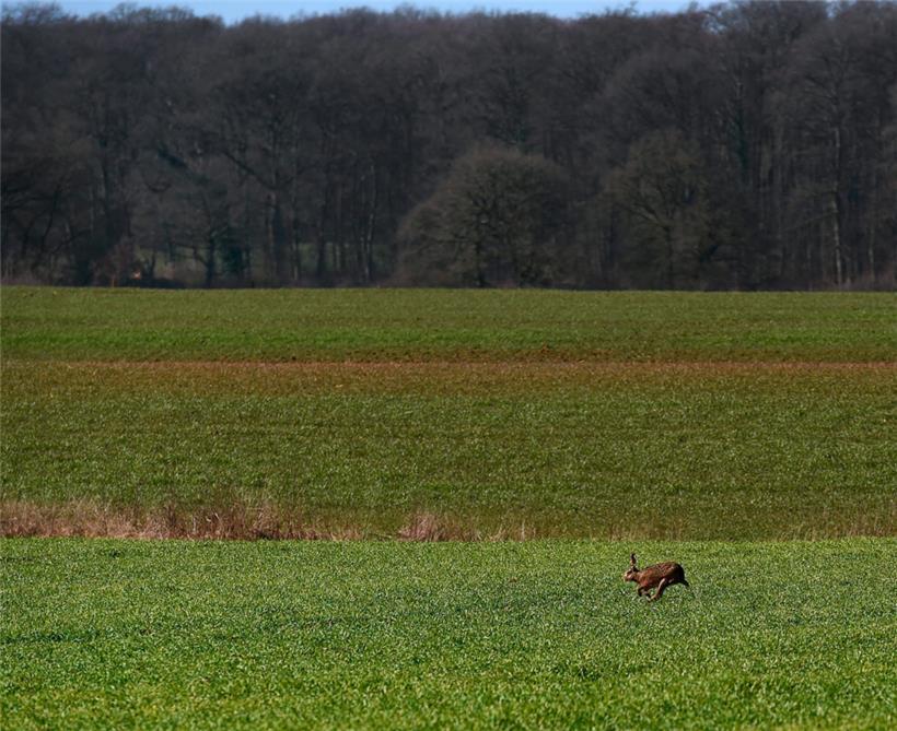 Im Raum Junglinster wurden infizierte Hasen mit typischen Symptomen der Hasenpest entdeckt
