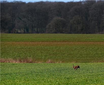 Im Raum Junglinster wurden infizierte Hasen mit typischen Symptomen der Hasenpest entdeckt
