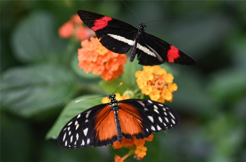 Im Schmetterlingsgarten in Grevenmacher gibt es Hunderte exotische Schmetterlinge zu sehen
