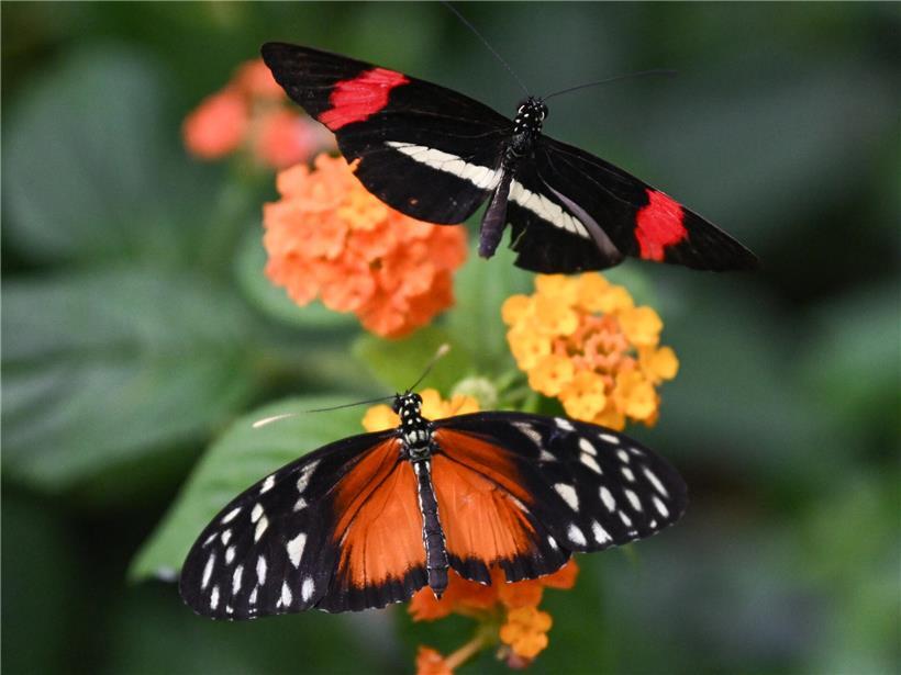 Schmetterling im Sommerflug über bunten heimischen Garten mit Blüten und grünem Laub