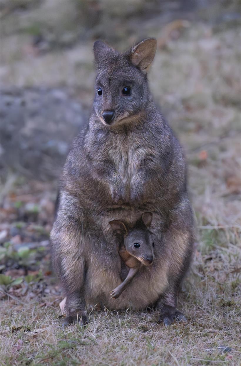 Rotbauchfilander-Mutter mit Joey im Hobart Stadtpark, australisches Beuteltier in natürlicher Umgebung beim Grasen