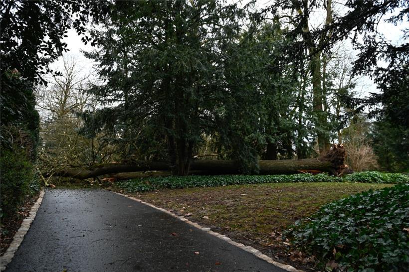 Im Stadtpark in Luxemburg ist ein Baum entwurzelt worden und umgestürzt.