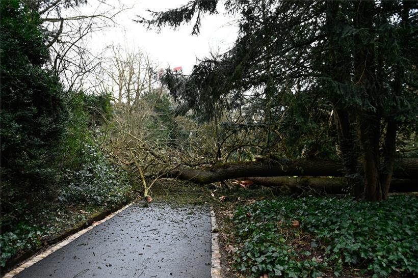 Im Stadtpark in Luxemburg ist ein Baum entwurzelt worden und umgestürzt.