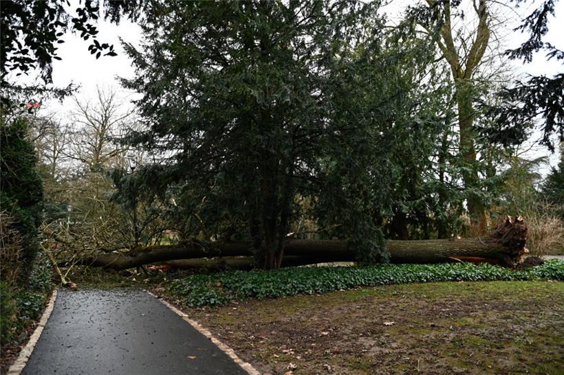 Im Stadtpark in Luxemburg ist ein Baum entwurzelt worden und umgestürzt.