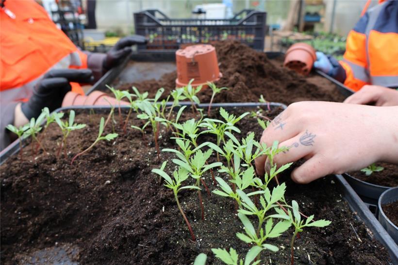 Im Vordergrund steht die Produktion von Gemüse, aber auch die Sensibilisierung nach außen ist wichtig 
