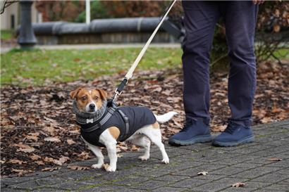 Im Winter können auch verfrorene Fellnasen mit der passenden Ausstattung viel Spaß draußen haben
