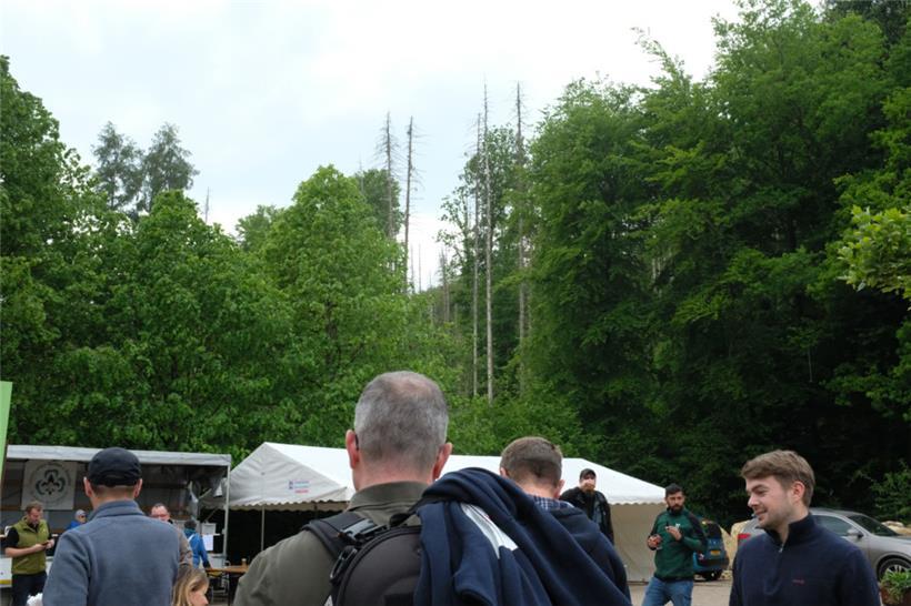 Im scheinbar gesunden Ellergronn ragen vertrocknete Fichten in die Höhe, die dem...