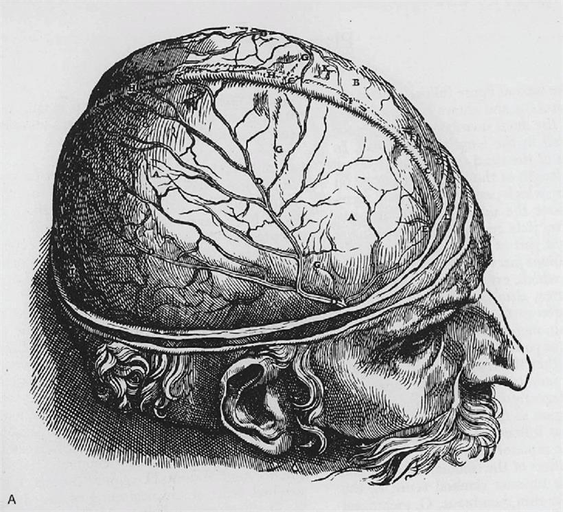 Image symbolique du cerveau humain
