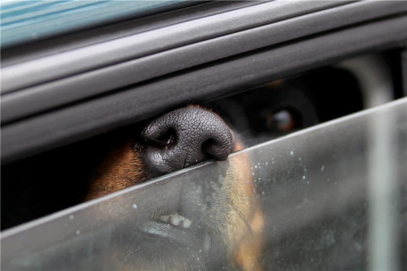 Immer wieder geraten Vierbeiner in Gefahr, weil ihre Besitzer sie im viel zu heißen Auto zurücklassen
