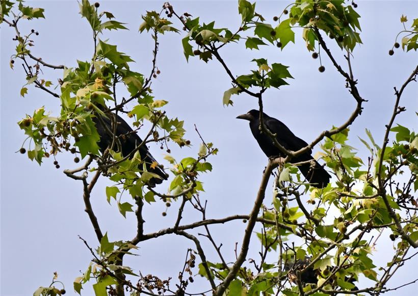 In Bettemburg sorgen Krähen für Aufregung
