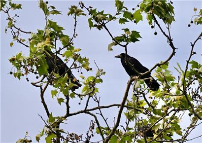 In Bettemburg sorgen Krähen für Aufregung
