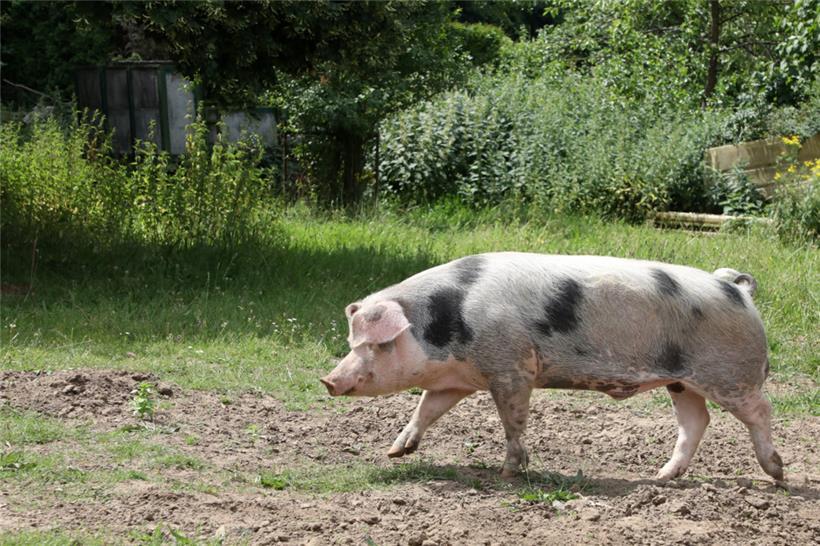 In Deutschland wurden bereits Fälle der Afrikanischen Schweinepest registriert. In Luxemburg nicht – dennoch ruft die ALVA auf, sich an die Vorsichtsmaßnahmen zu halten.
