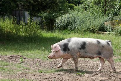 In Deutschland wurden bereits Fälle der Afrikanischen Schweinepest registriert. In Luxemburg nicht – dennoch ruft die ALVA auf, sich an die Vorsichtsmaßnahmen zu halten.
