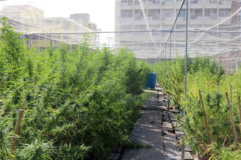 In Kanada und Amerika wird Hanf mittlerweile auf großen Plantagen angebaut
