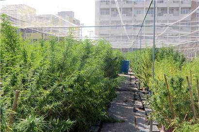 In Kanada und Amerika wird Hanf mittlerweile auf großen Plantagen angebaut
