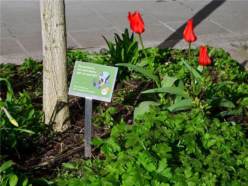 Patenschaft für öffentliche Bäume in Luxemburg-Stadt, grüne Stadtpflege und Umweltschutz in urbanem Raum