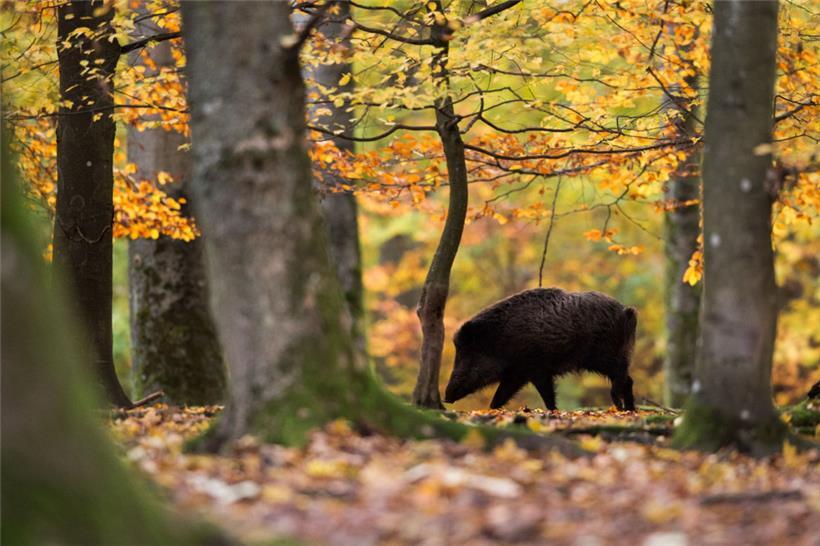 In Luxemburg gibt es die Ansitz- und die Drückjagd

