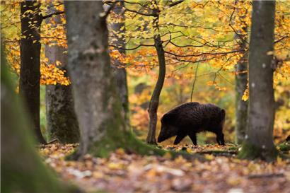 In Luxemburg gibt es die Ansitz- und die Drückjagd
