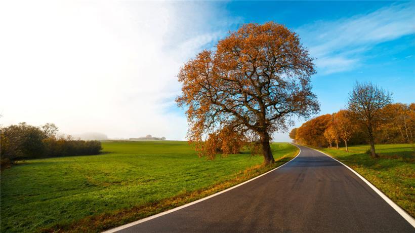 In Luxemburg hat die Straßenbauverwaltung bereits 141 isolierte Bäume identifiziert, von denen eine Gefahr für Verkehrsteilnehmer ausgehen könnte
