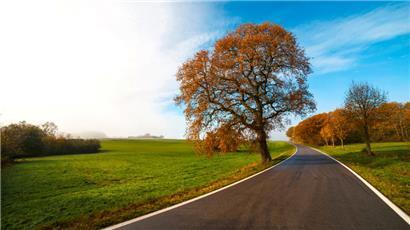 In Luxemburg hat die Straßenbauverwaltung bereits 141 isolierte Bäume identifiziert, von denen eine Gefahr für Verkehrsteilnehmer ausgehen könnte
