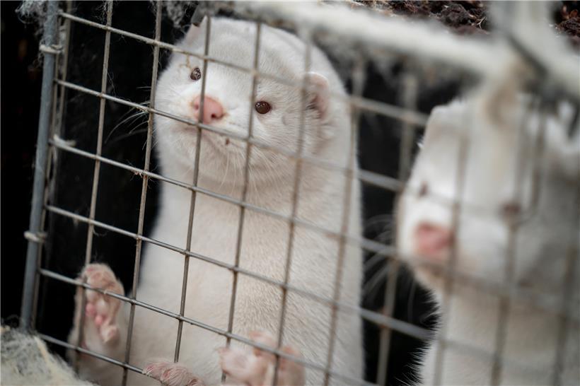 In Luxemburg ist die Pelzzucht durch das Tierschutzgesetz ausdrücklich verboten
