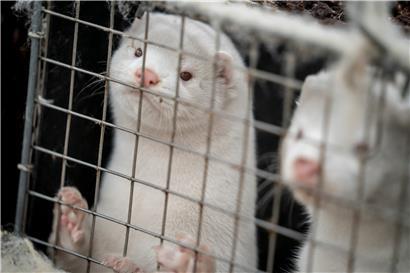 In Luxemburg ist die Pelzzucht durch das Tierschutzgesetz ausdrücklich verboten
