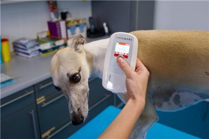 In Luxemburg ist es Pflicht, Hunde und Katzen mit einem Mikrochip auszustatten

