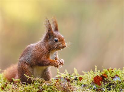 In Luxemburg steht das Eichhörnchen seit 2016 unter Artenschutz