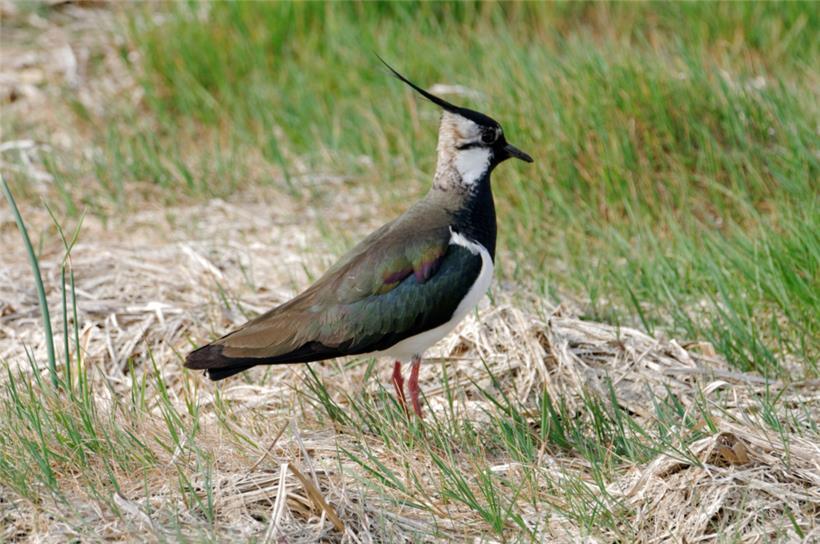 In Luxemburg steht der Kiebitz auf der Roten Liste
