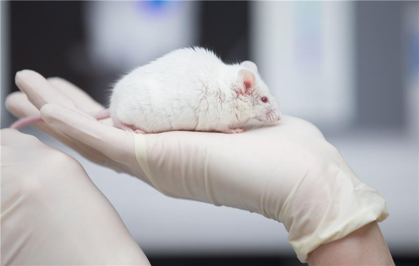 In Luxemburg werden vor allem Mäuse in Tierversuchen benutzt
